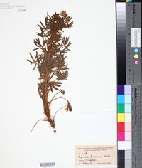 Lupinus leonensis image