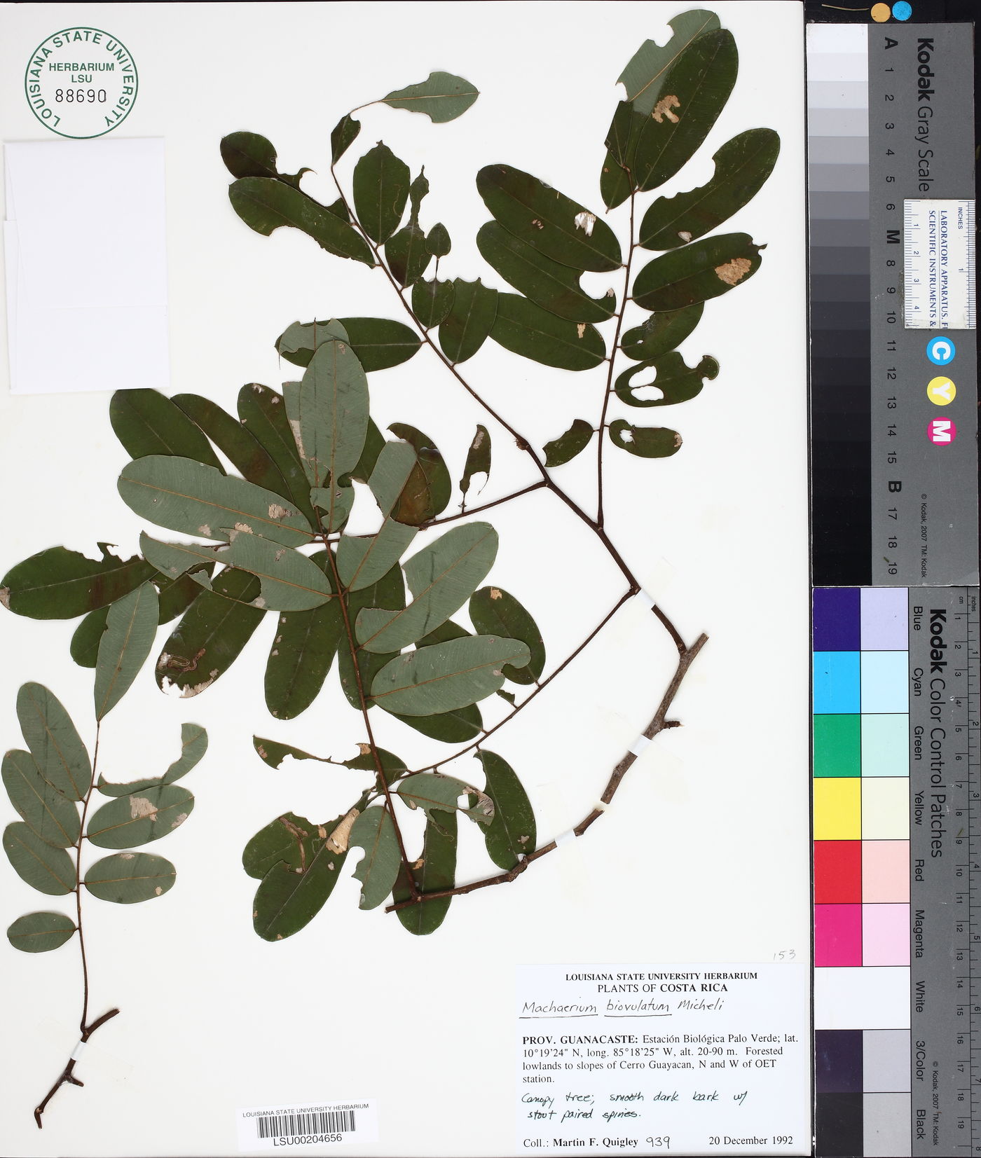Machaerium biovulatum image