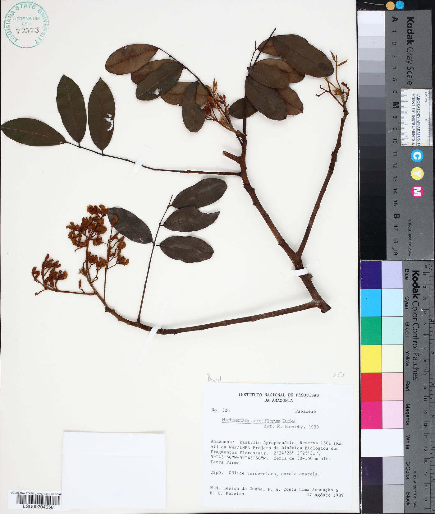 Machaerium aureiflorum image