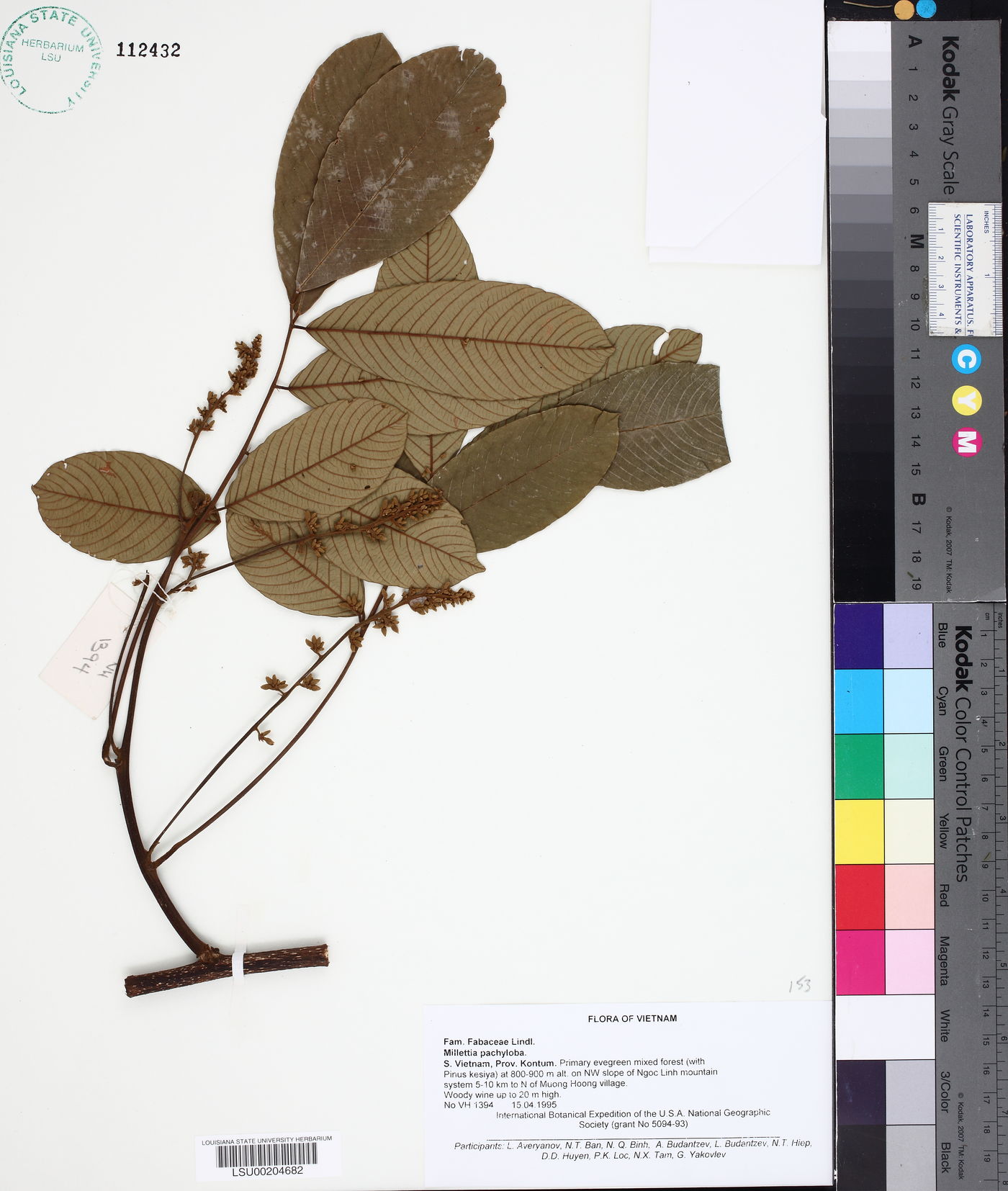 Millettia pachyloba image