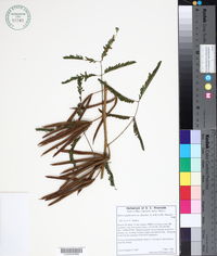 Mimosa quadrivalvis var. distachya image