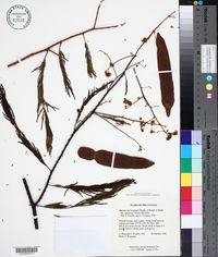 Mimosa microcephala image