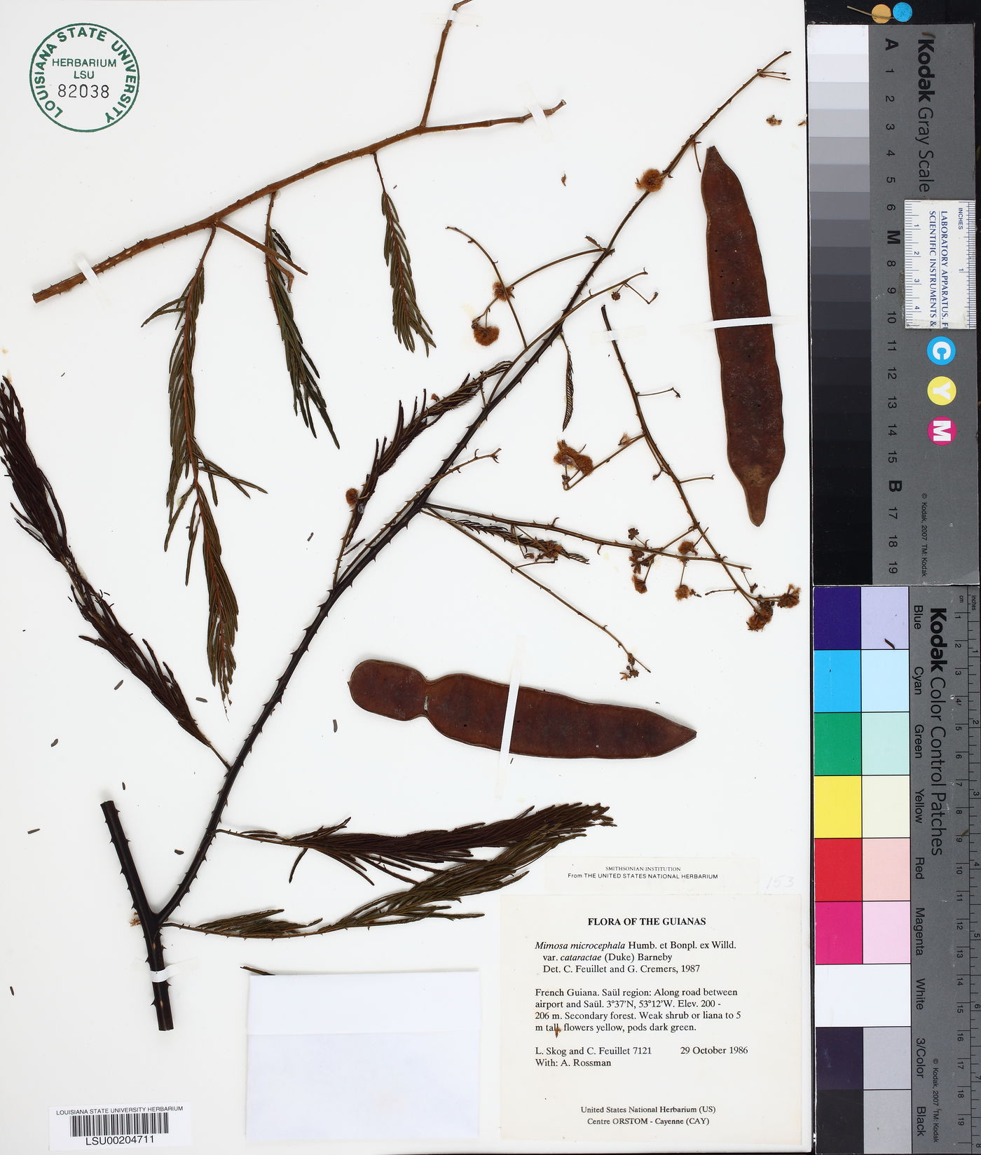 Mimosa microcephala subsp. cataractae image