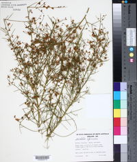 Image of Mirbelia spinosa