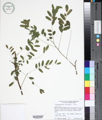 Image of Myrospermum frutescens