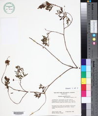 Neptunia gracilis image