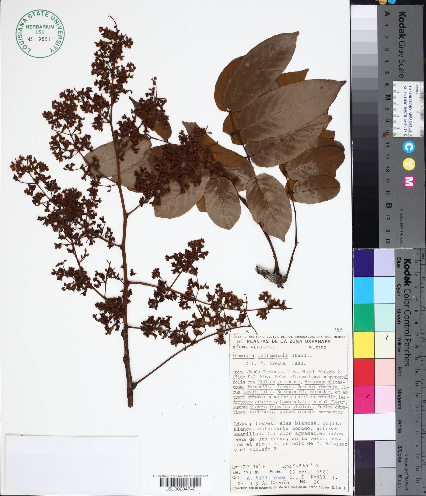 Ormosia isthmensis image