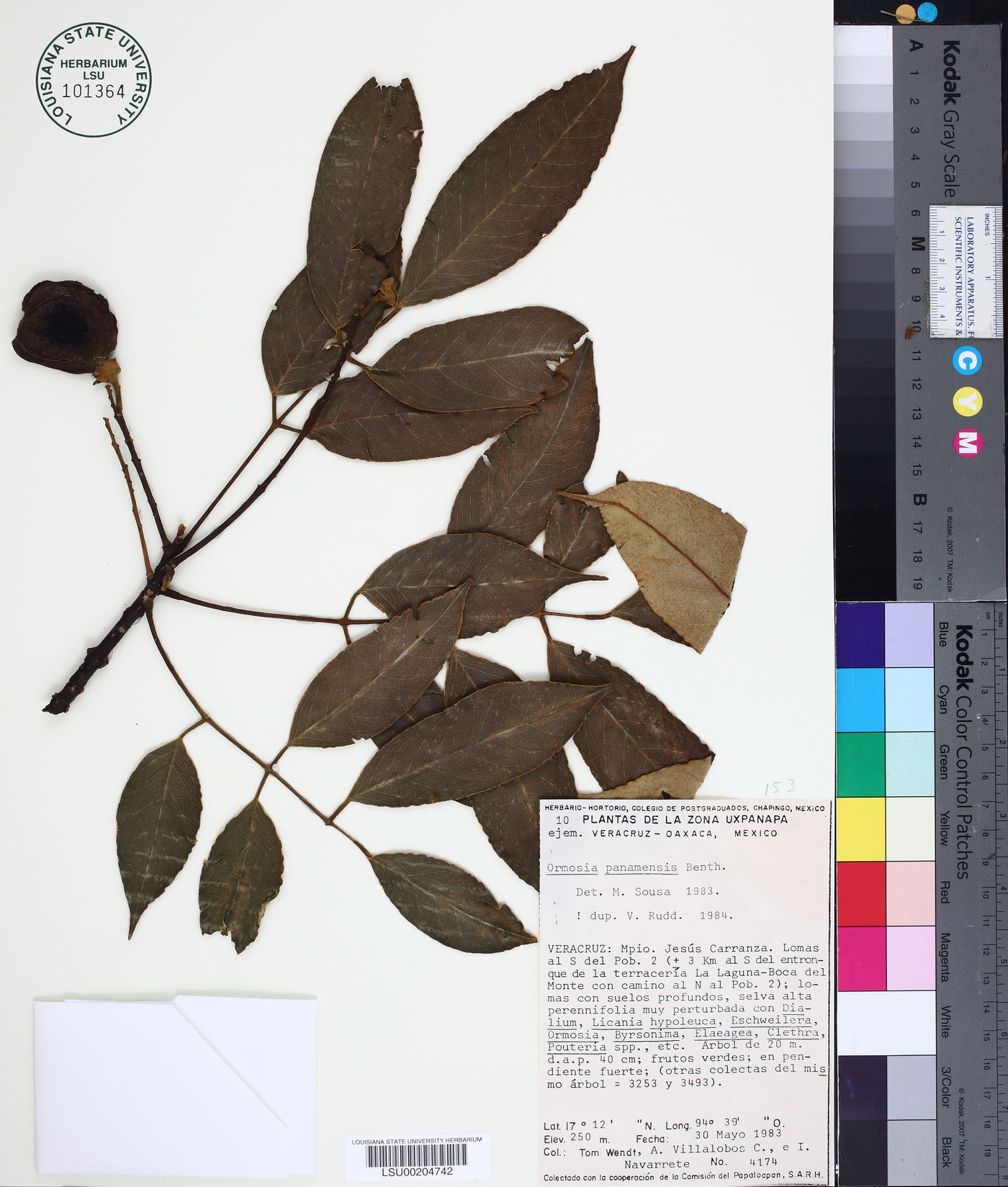 Ormosia panamensis image