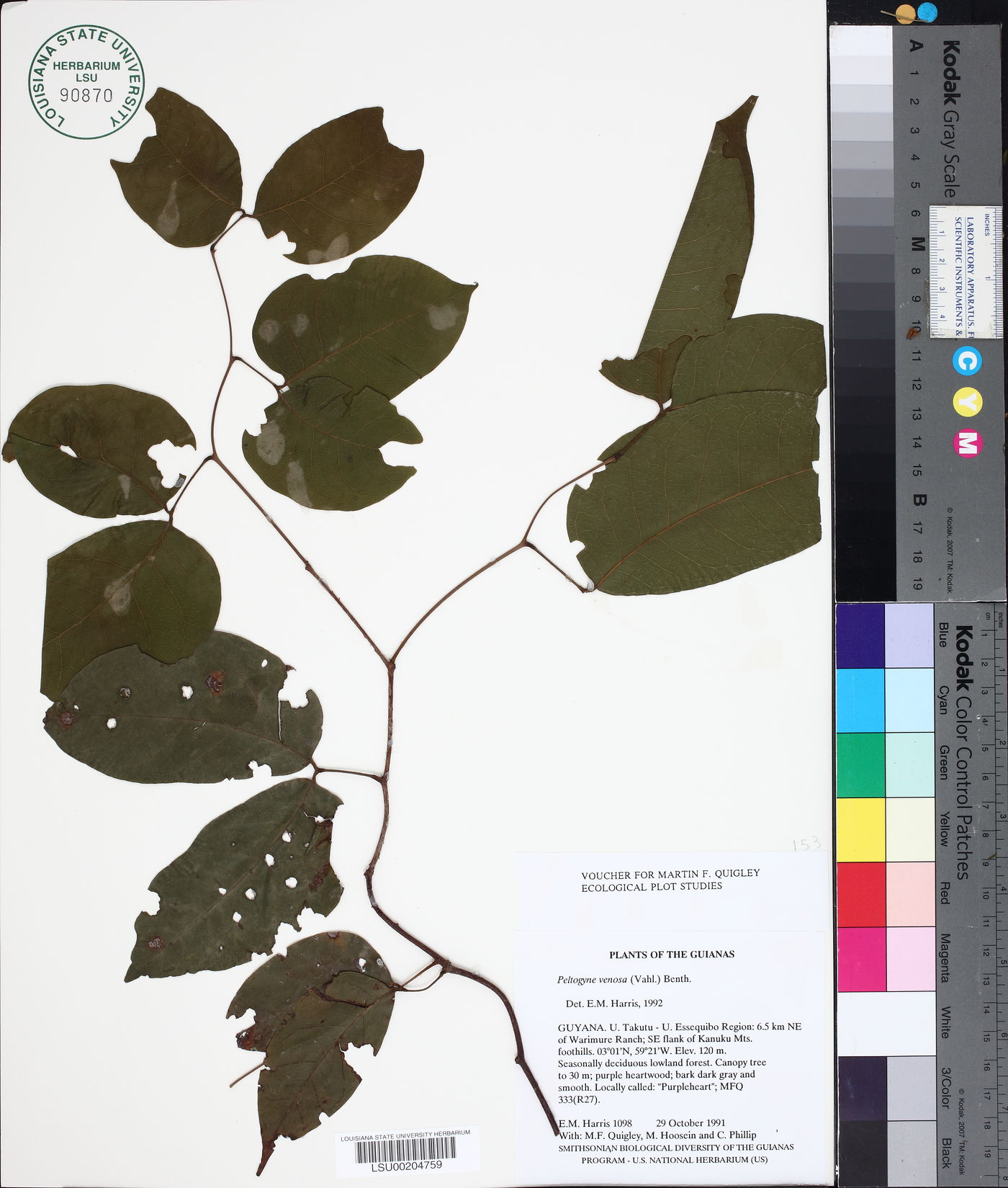 Peltogyne venosa image