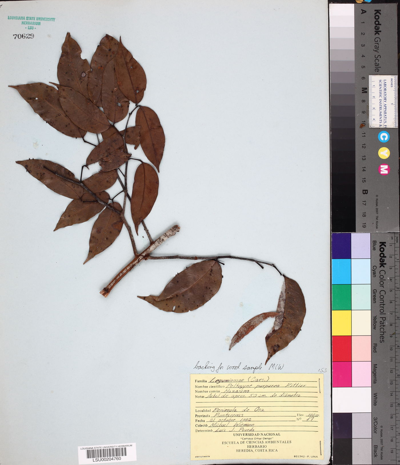 Peltogyne purpurea image