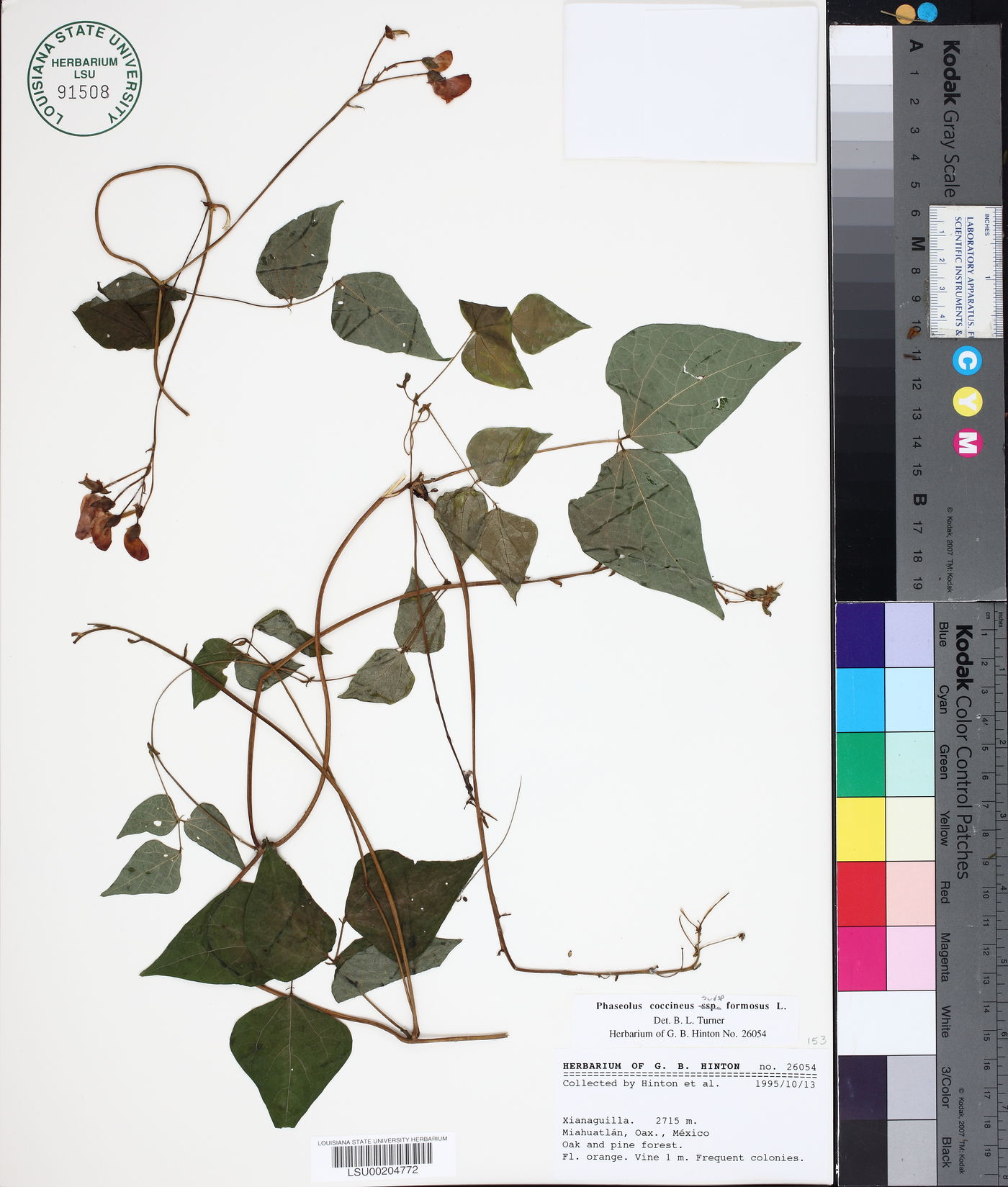 Phaseolus coccineus subsp. formosus image