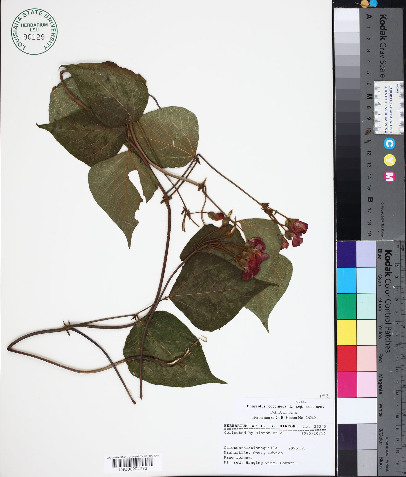 Phaseolus coccineus subsp. coccineus image