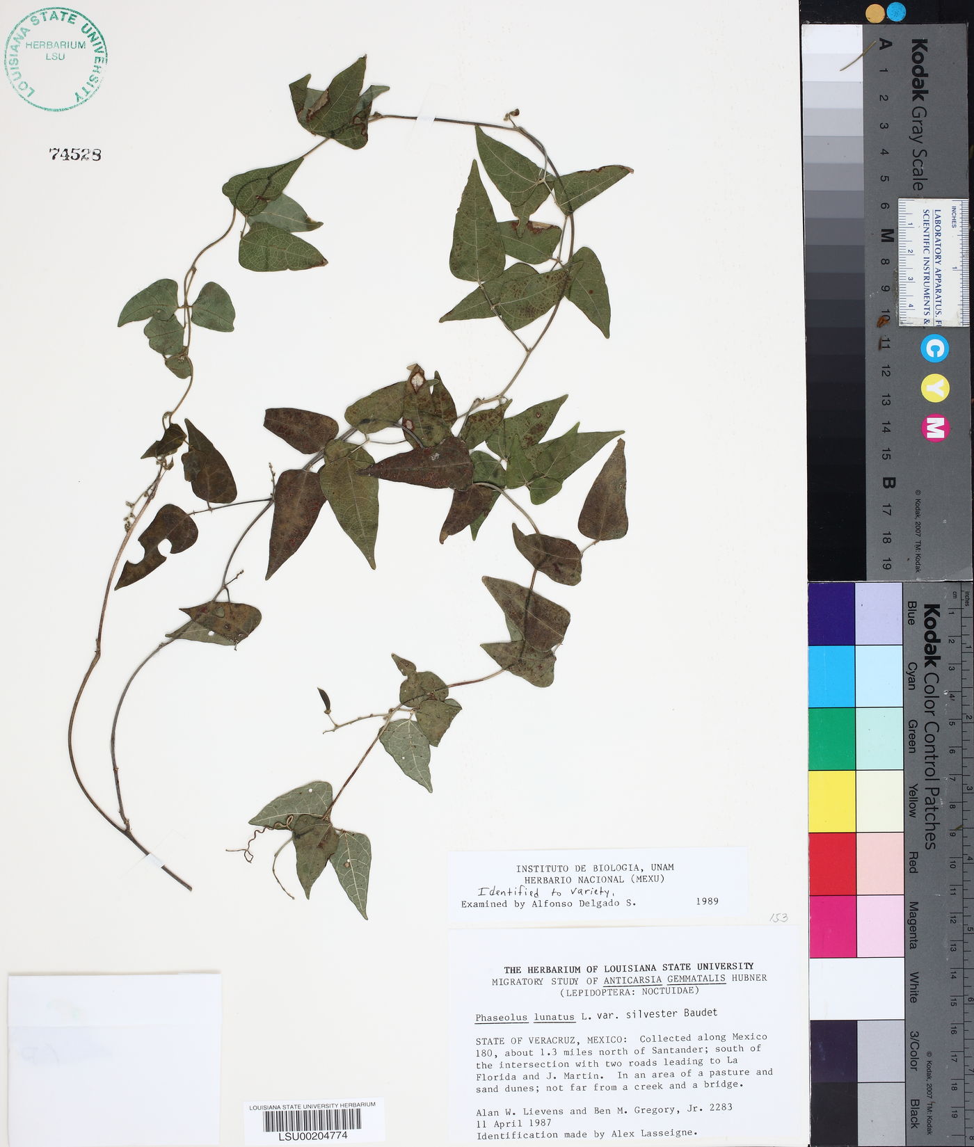 Phaseolus lunatus var. silvester image