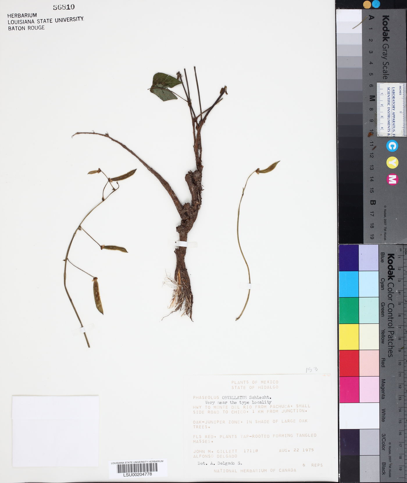 Phaseolus coccineus subsp. obvallatus image