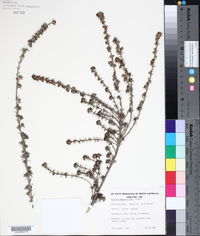 Media resource of Phyllota pleurandroides