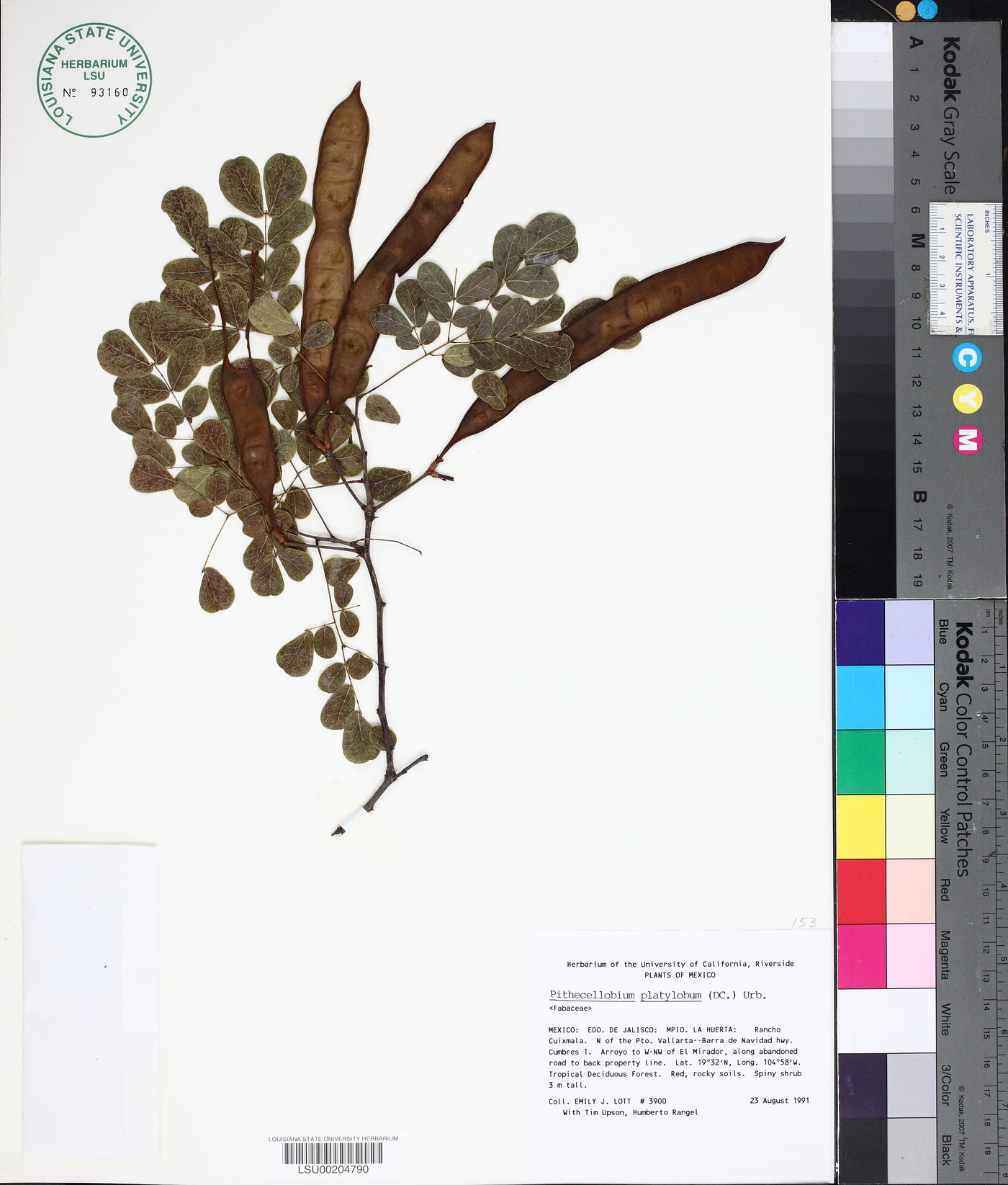 Pithecellobium platylobum image
