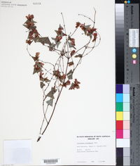 Platylobium obtusangulum image
