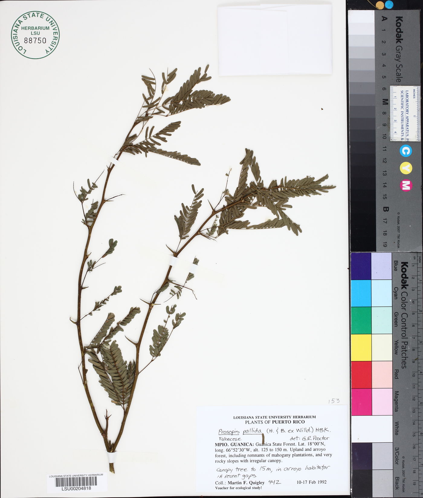 Prosopis pallida image