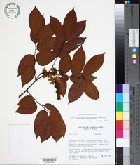 Pterocarpus santalinus image