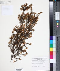 Image of Pultenaea graveolens