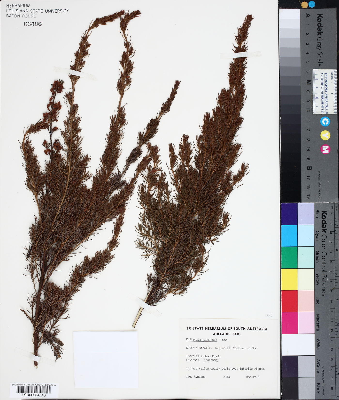 Pultenaea viscidula image