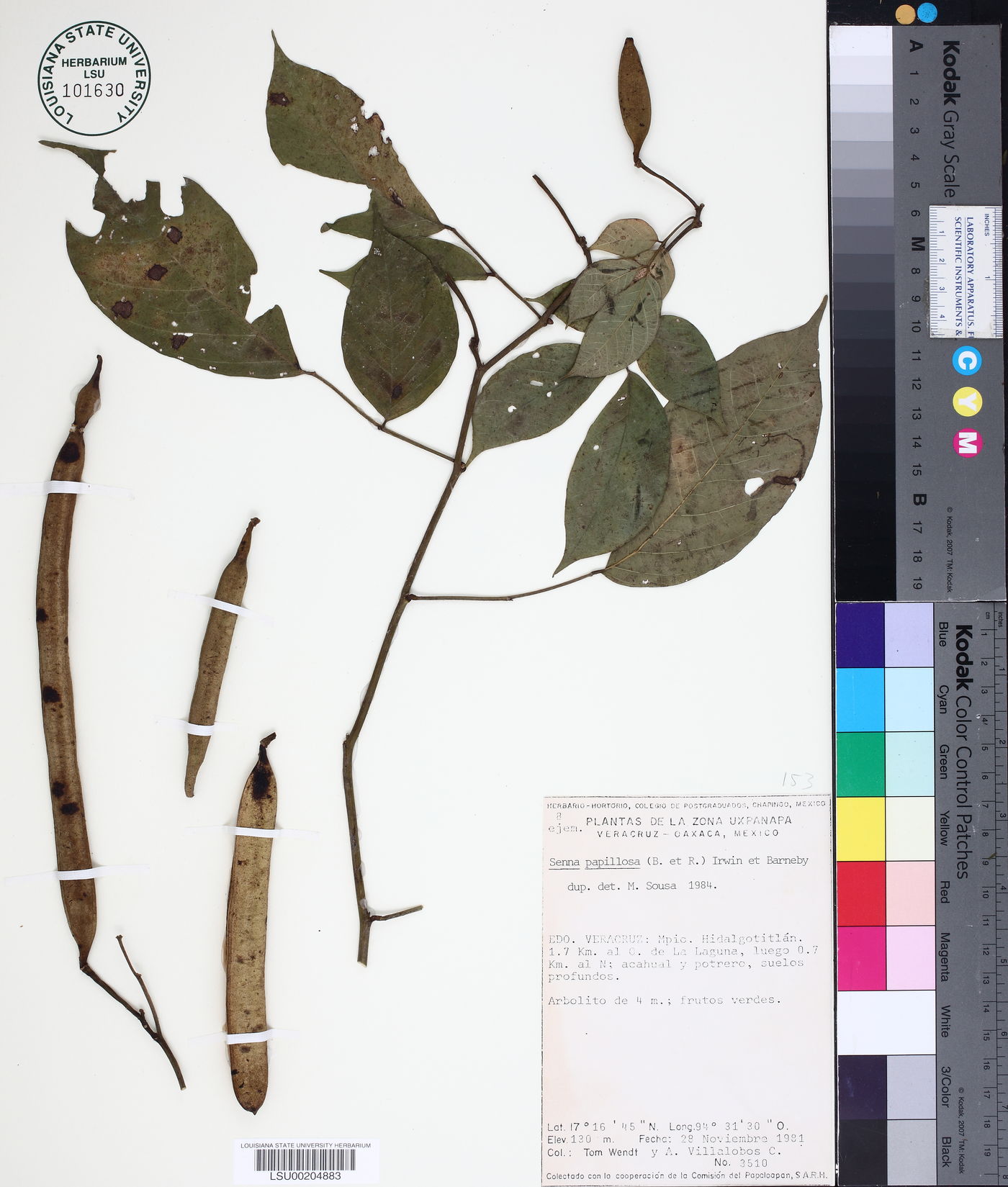 Senna papillosa image