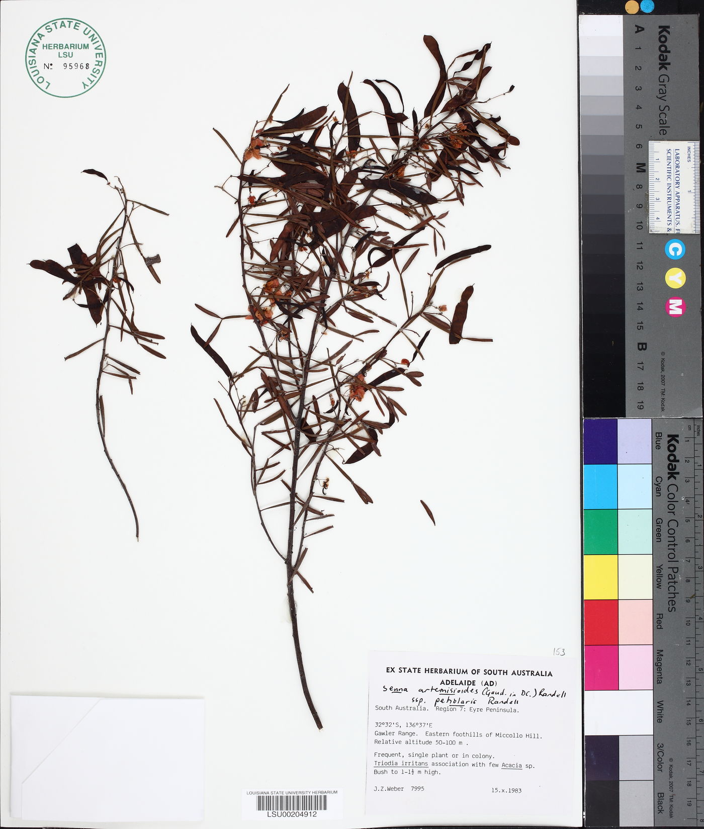 Senna artemisioides subsp. petiolaris image