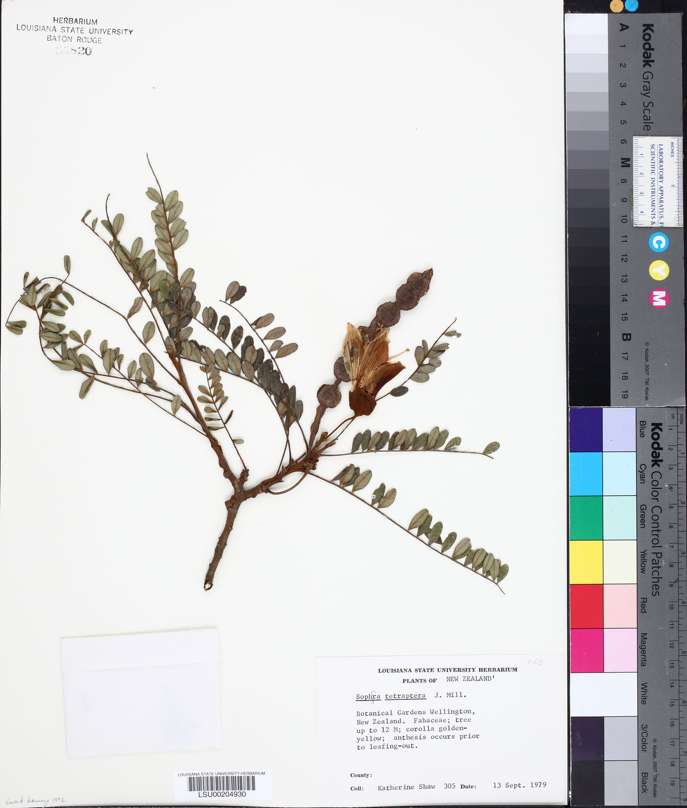 Sophora tetraptera image