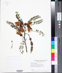 Sophora tetraptera image