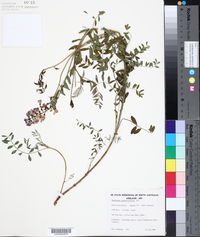 Swainsona lessertiifolia image