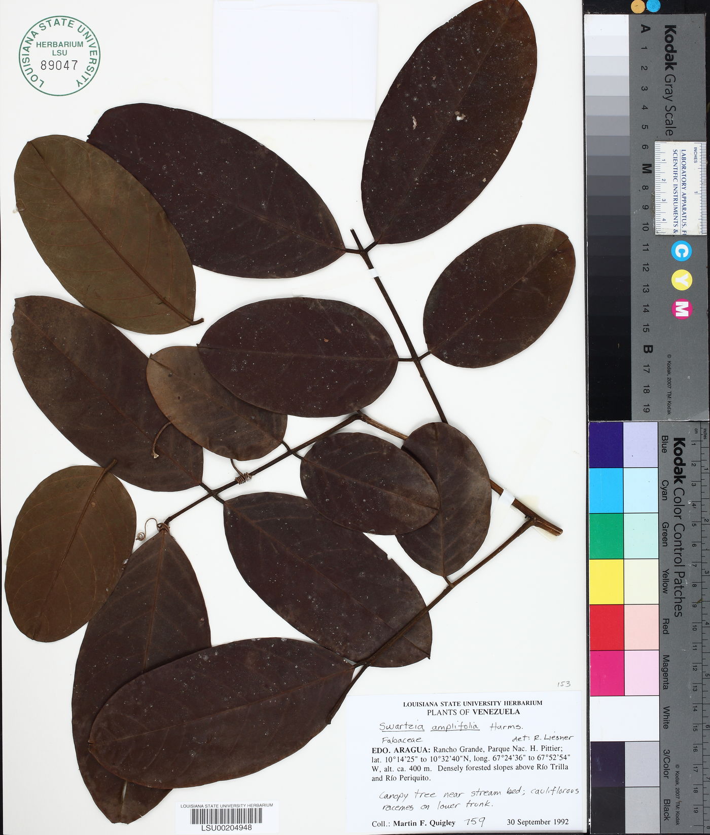 Swartzia amplifolia image