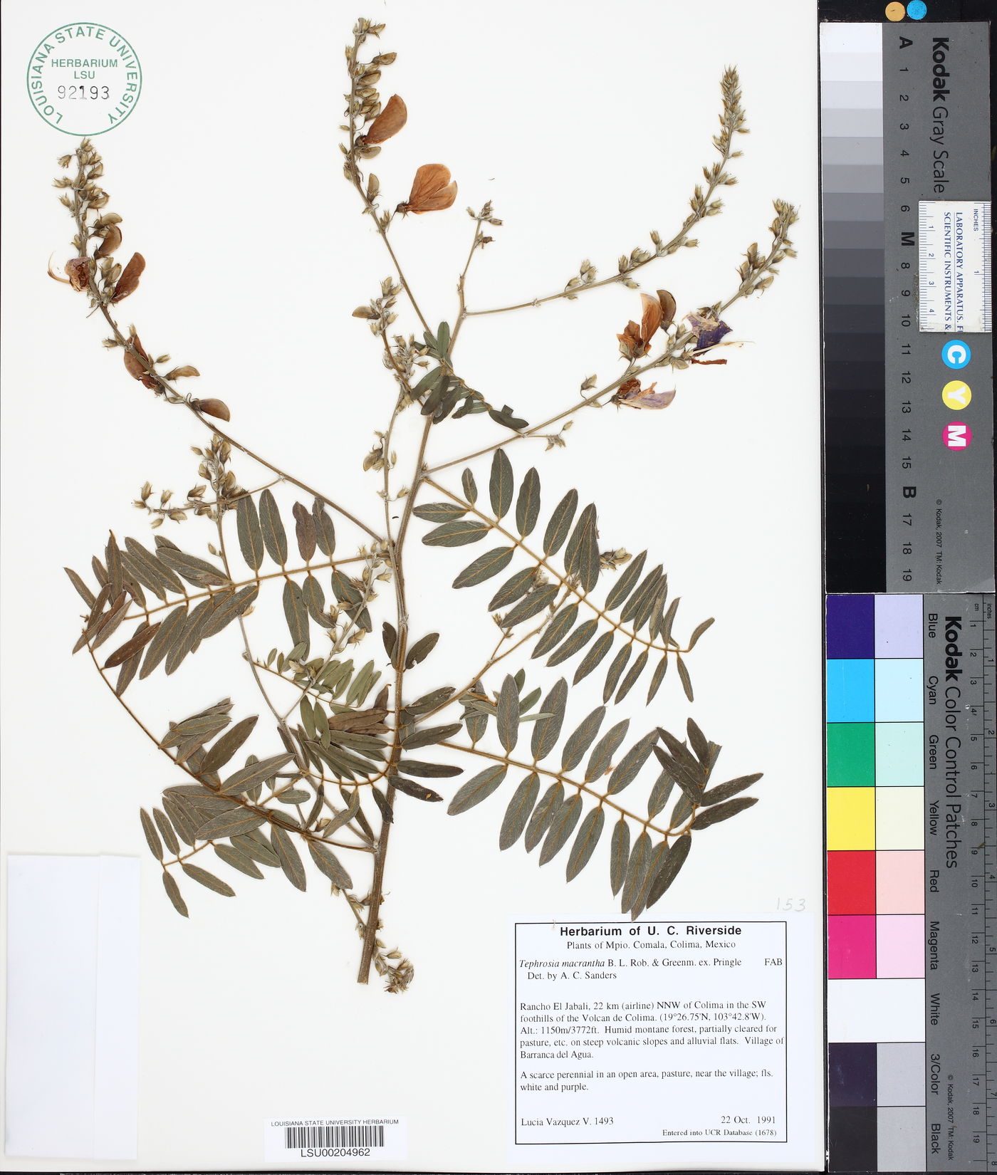 Tephrosia macrantha image