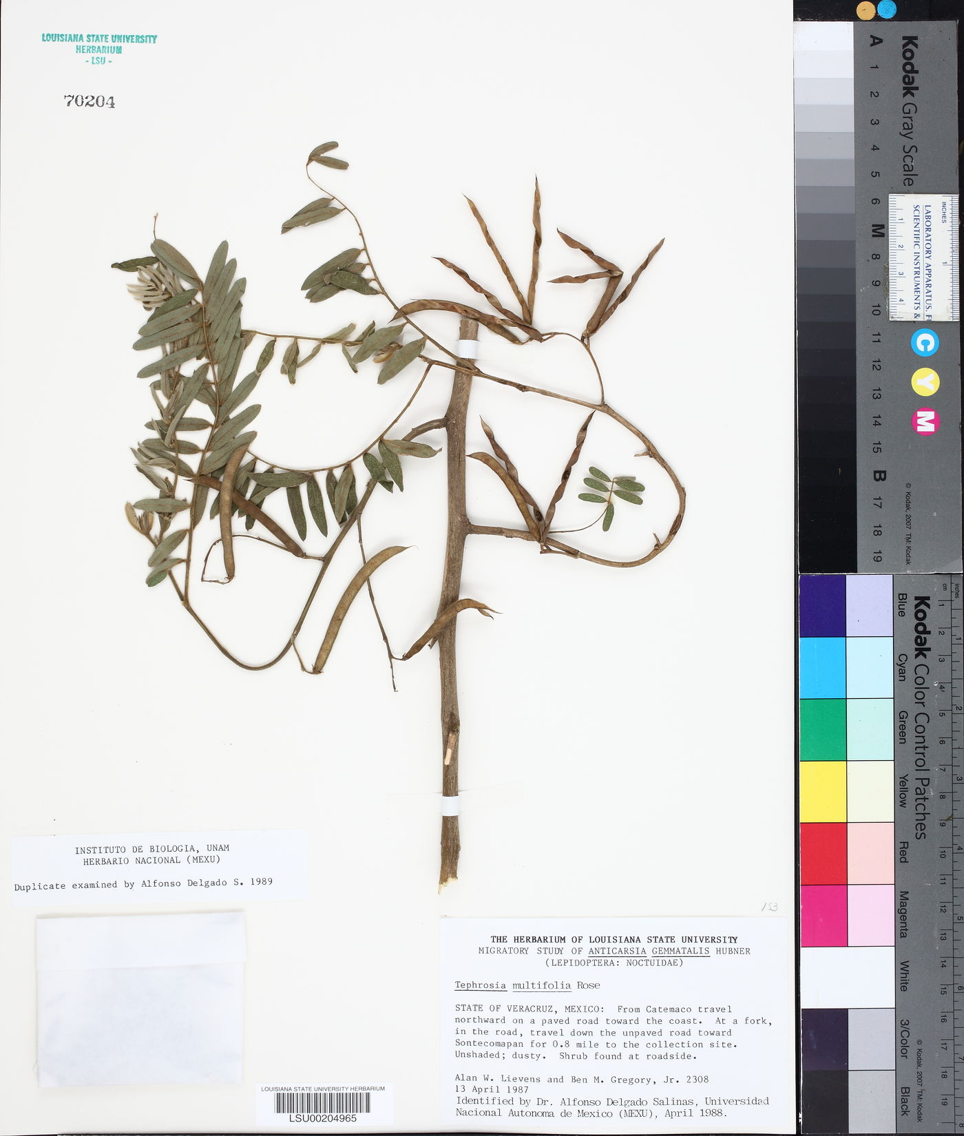 Tephrosia multifolia image