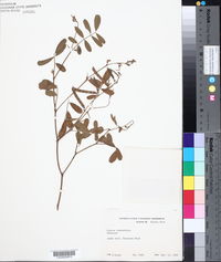 Image of Tephrosia cathartica