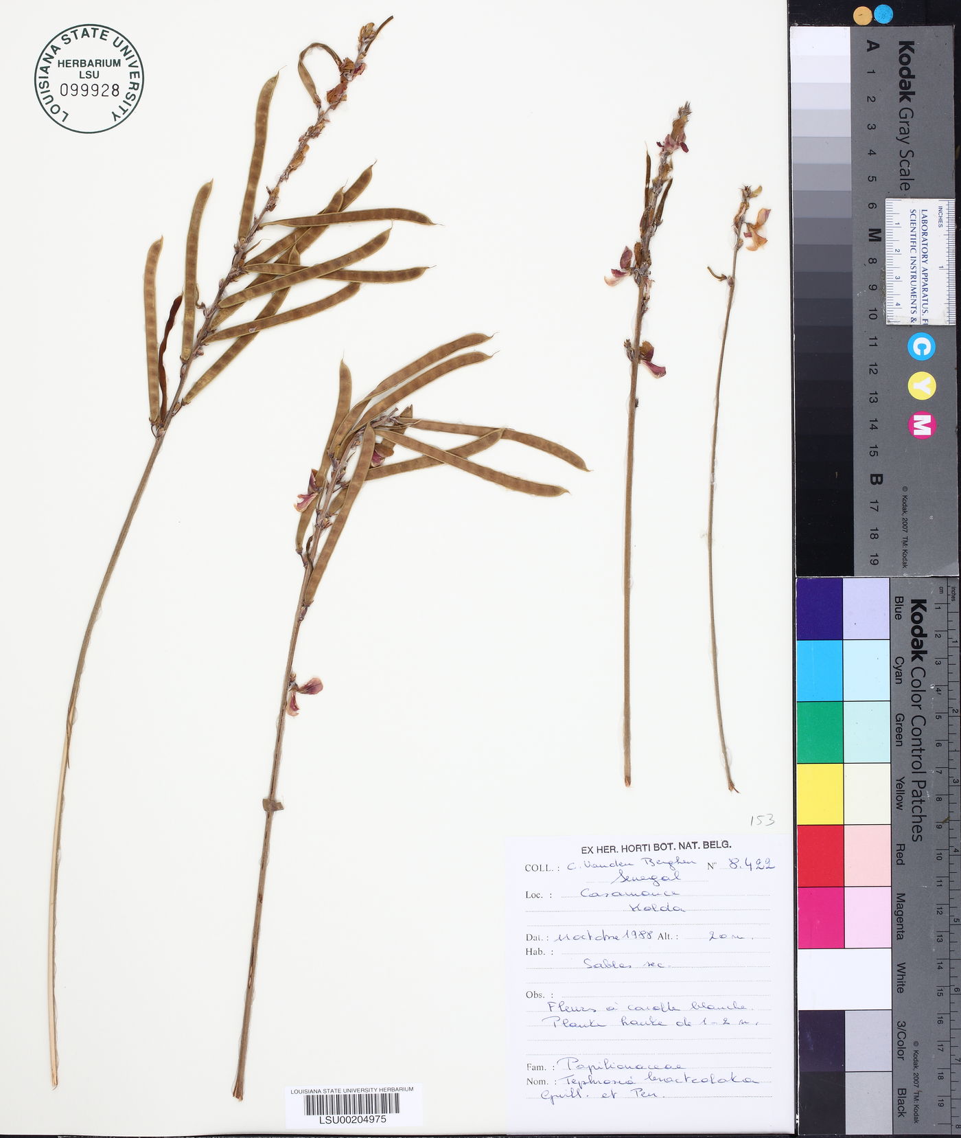Tephrosia purpurea subsp. purpurea image