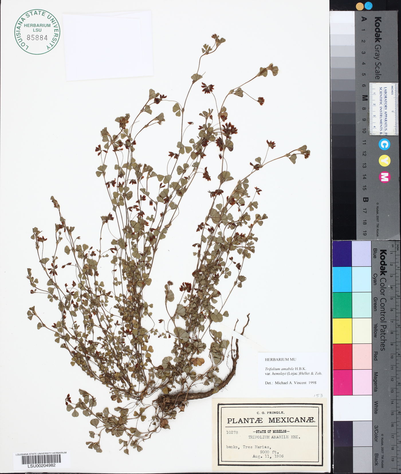 Trifolium amabile var. hemsleyi image