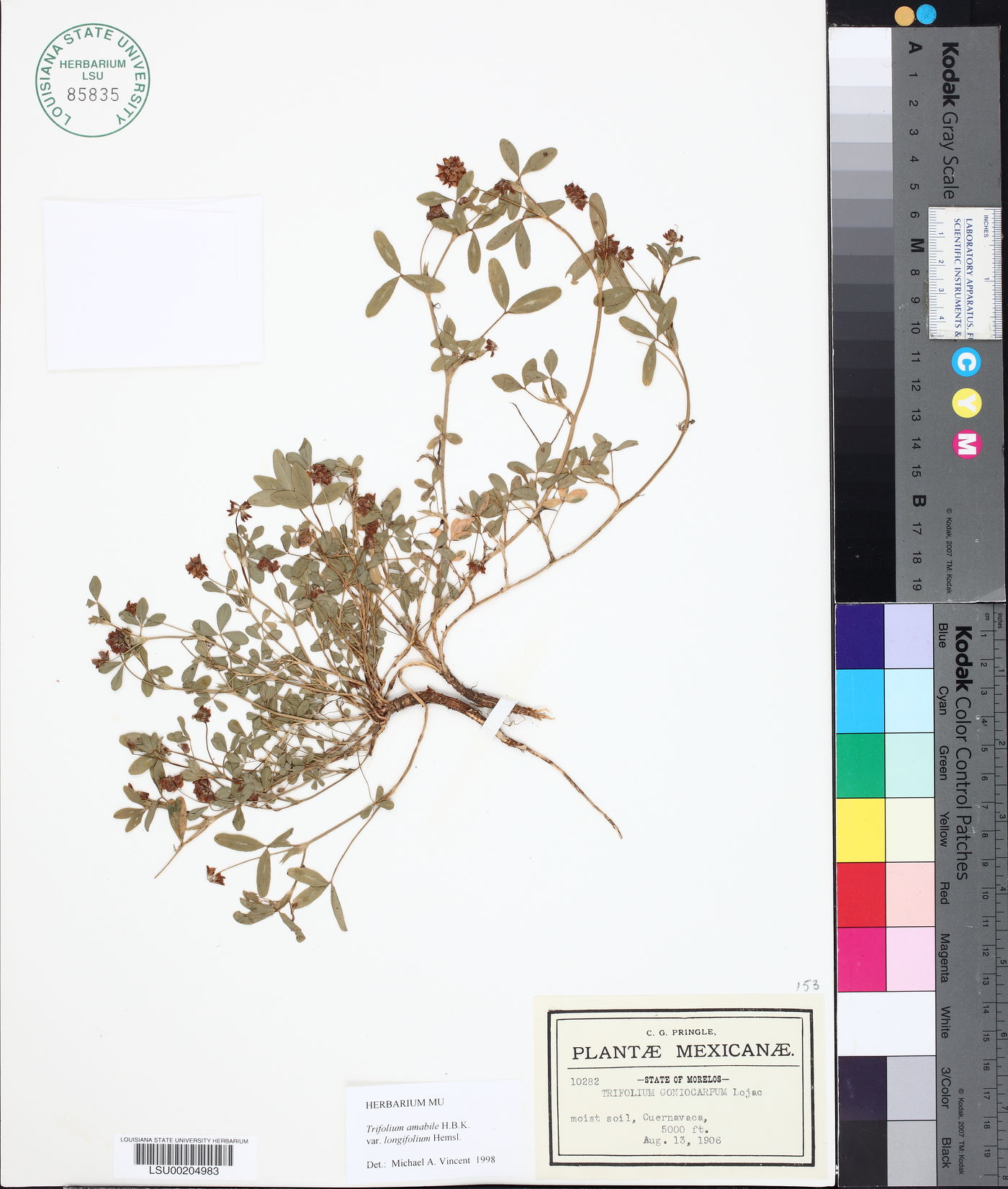 Trifolium amabile var. longifolium image