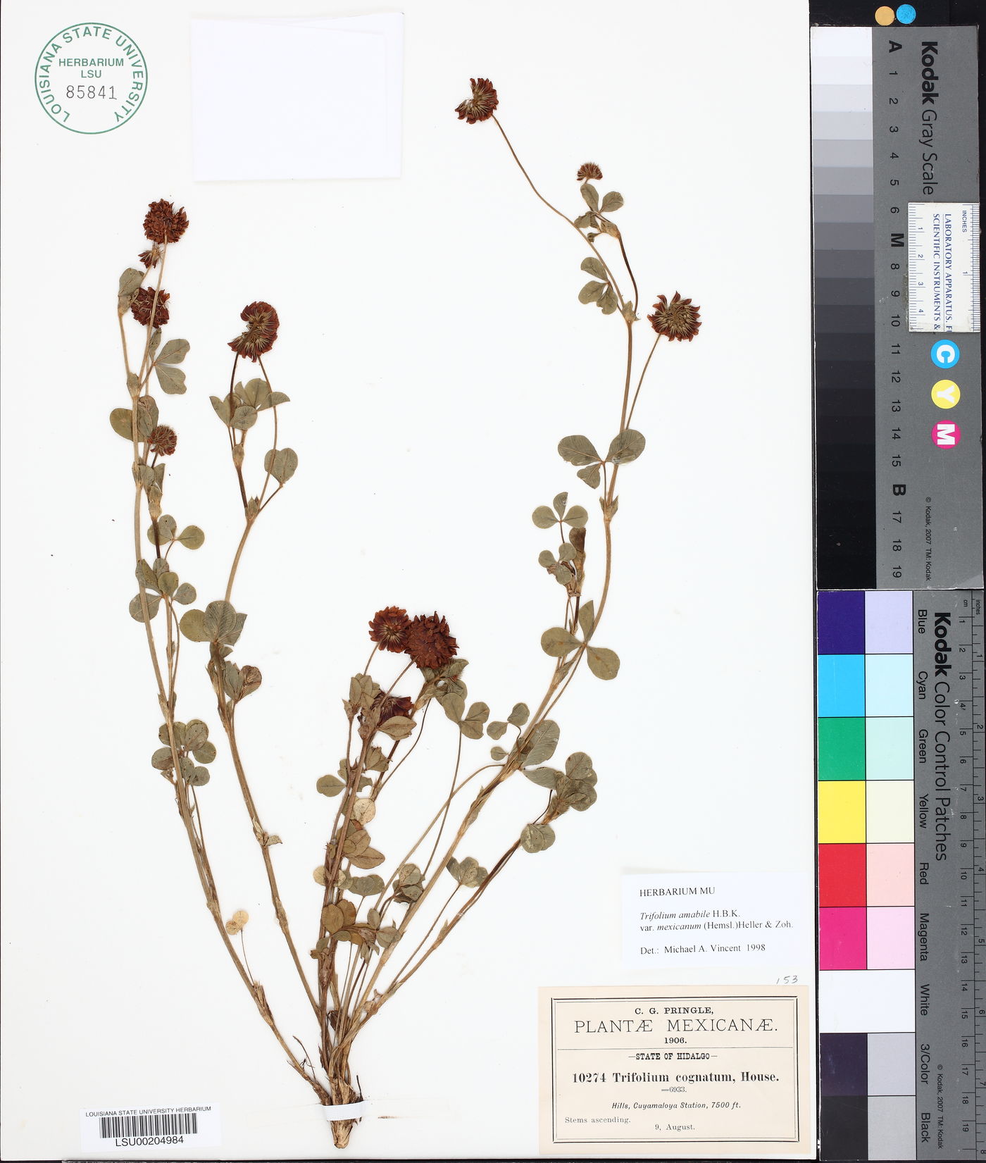Trifolium amabile var. mexicanum image