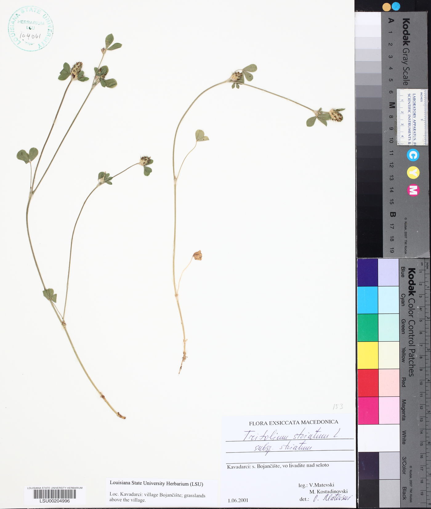 Trifolium striatum var. striatum image