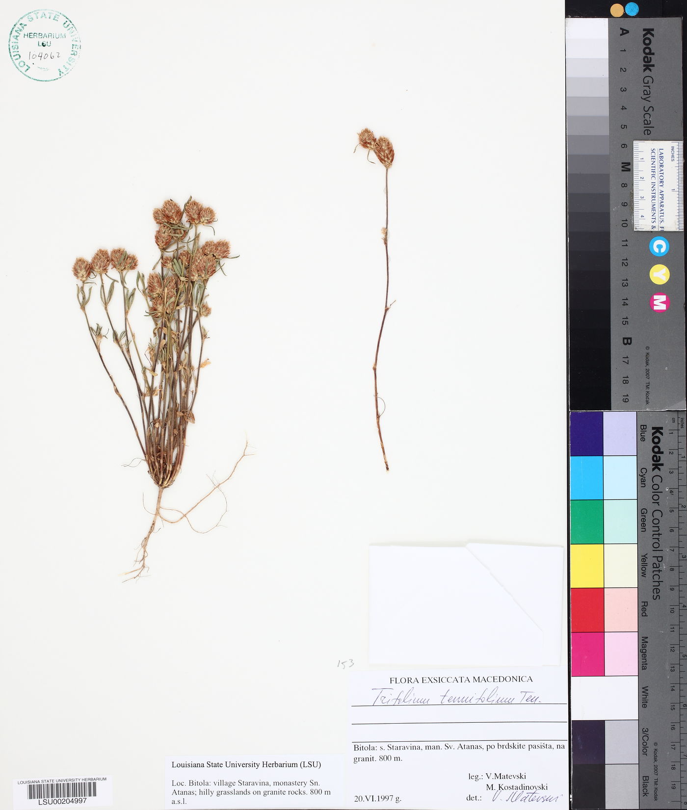 Trifolium tenuifolium image