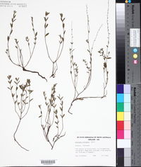 Image of Gonocarpus tetragynus