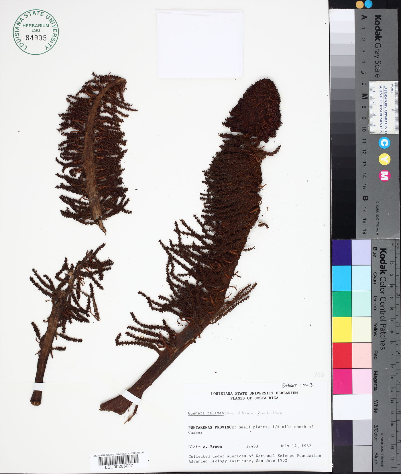 Gunnera talamancana image