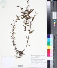 Image of Ammannia multiflora
