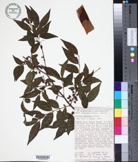 Image of Ginoria nudiflora