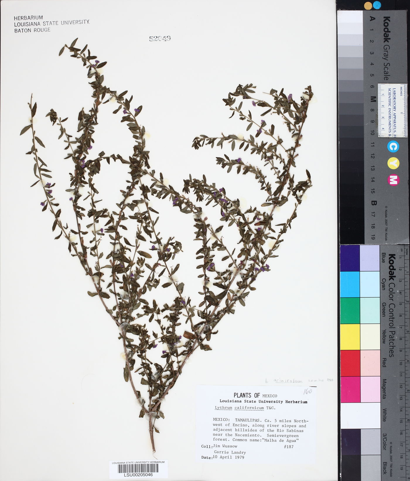 Lythrum acinifolium image