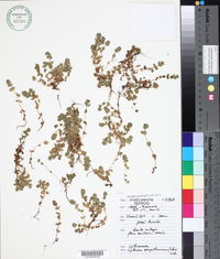 Image of Lythrum borysthenicum