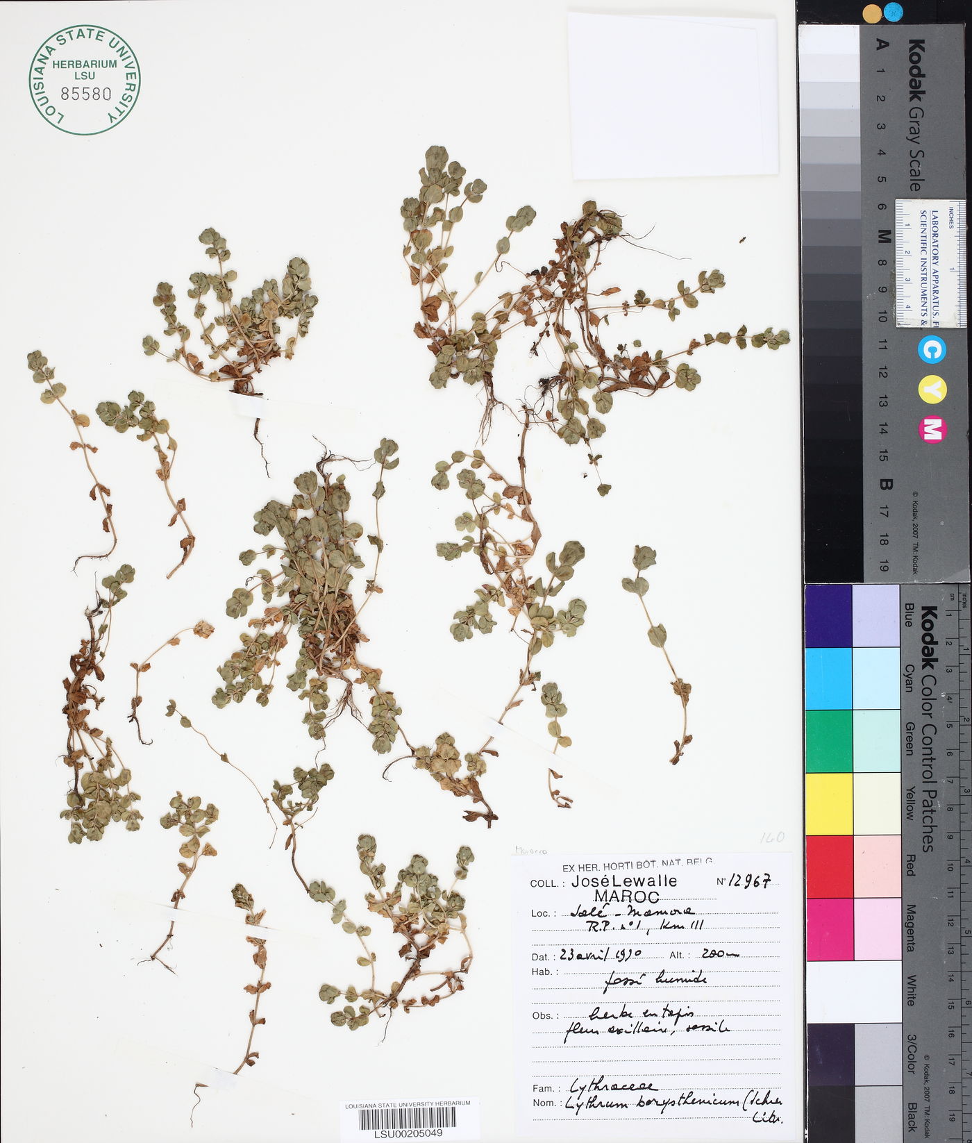 Lythrum borysthenicum image