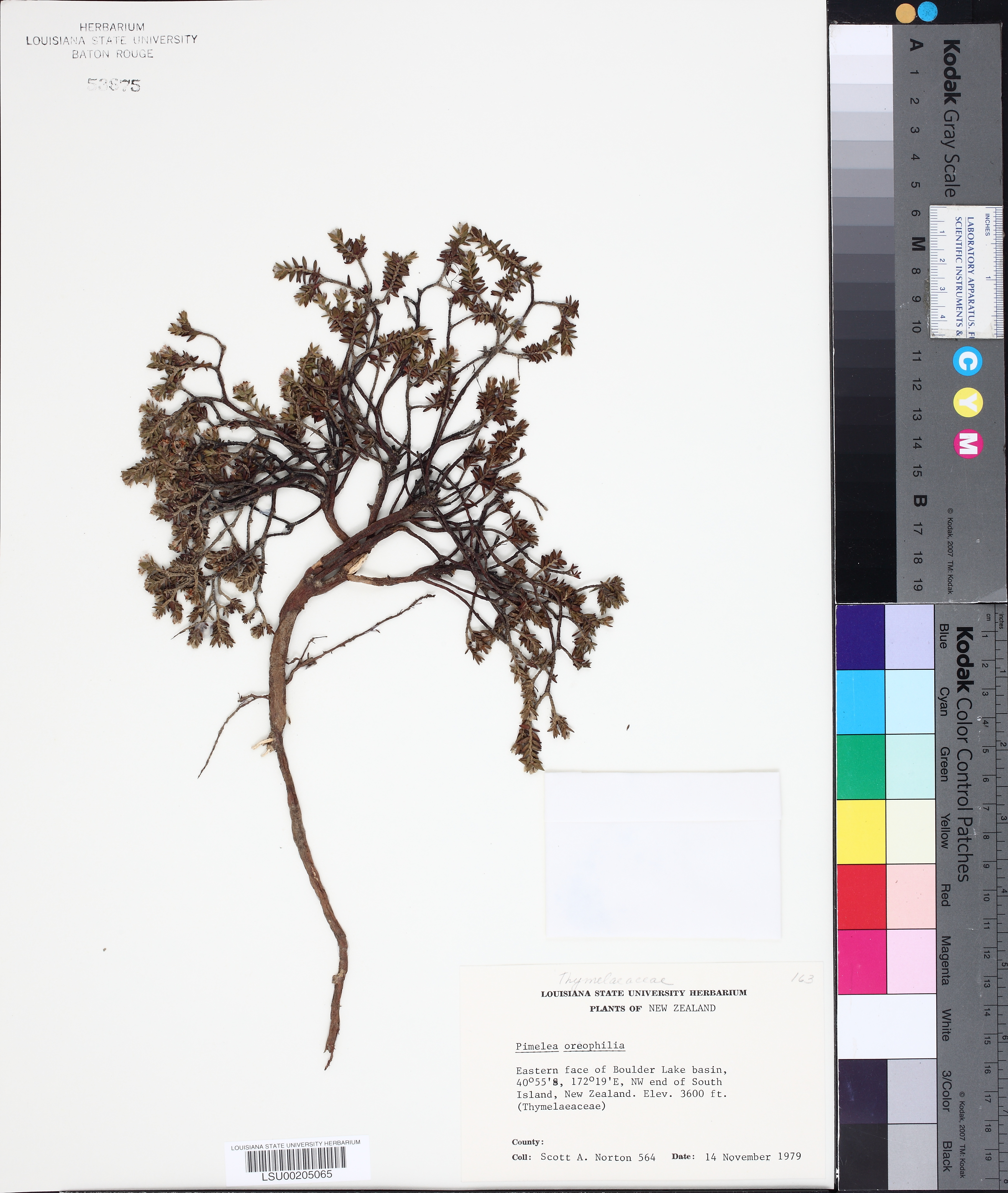 Pimelea oreophila thumbnail