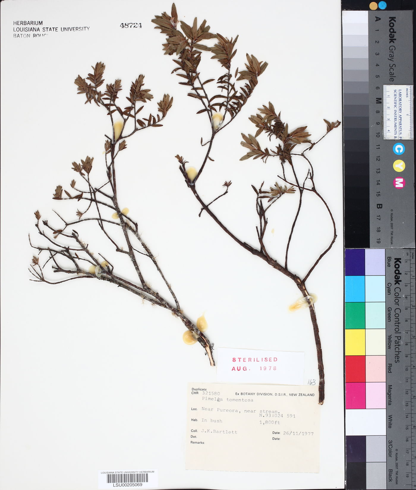 Pimelea tomentosa image
