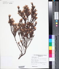 Pimelea glauca image